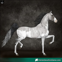 Horse Color:Grullo Roan Sabino Splash  and Grullo Roan Sabino Splash 