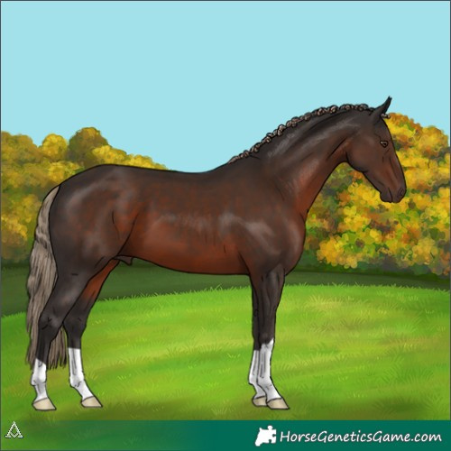Horse Color:Liver Chestnut 