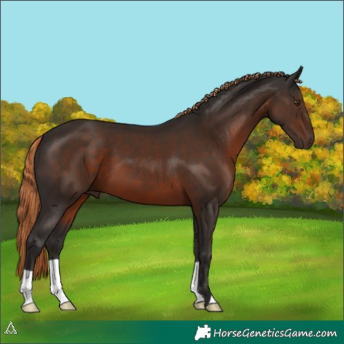 Horse Color:Liver Chestnut 