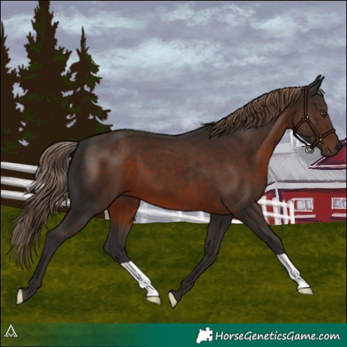 Horse Color:Liver Chestnut