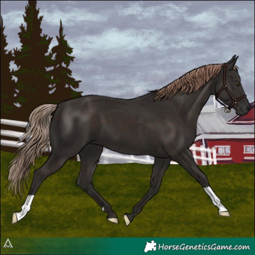 Horse Color:Liver Chestnut