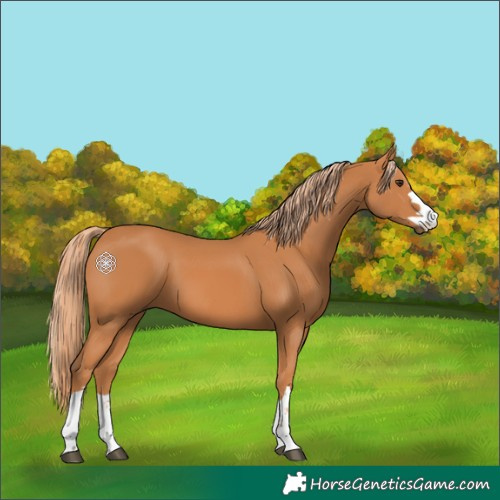 Horse Color:Chestnut 