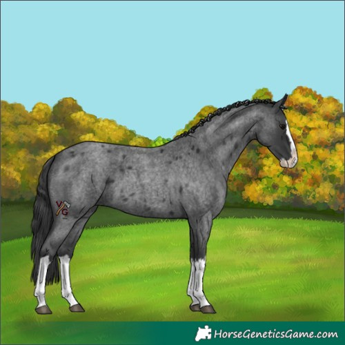 Horse Color:Blue Roan Splash 