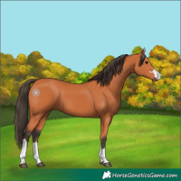 Horse Color:Bay 