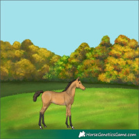Horse Color:Buckskin 