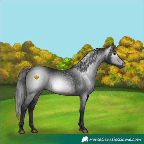Horse Color:Gray Brown 