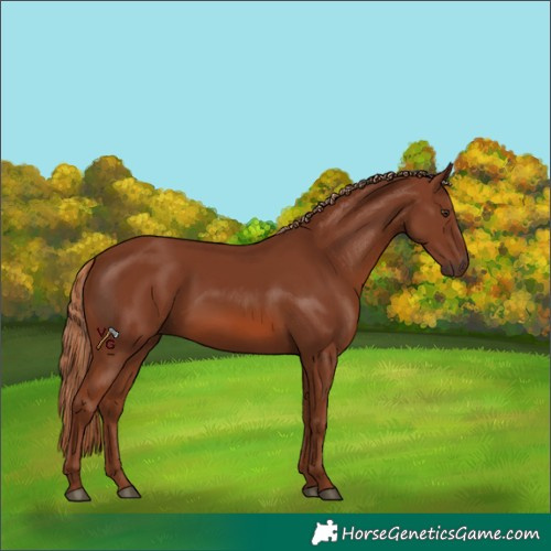 Horse Color:Chestnut 