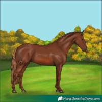 Horse Color:Chestnut 