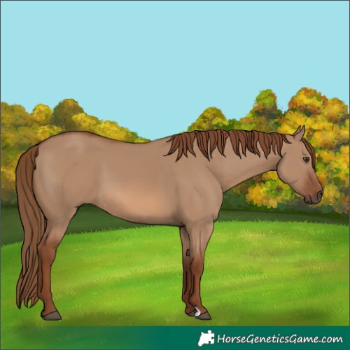 Horse Color:Red Dun