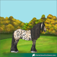 Horse Color:Buckskin and Black Appaloosa