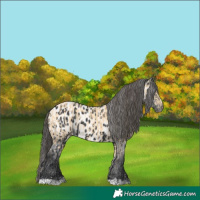 Horse Color:Buckskin and Black Appaloosa