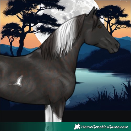 Horse Color:Liver Chestnut Tobiano 