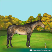 Horse Color:Buckskin 