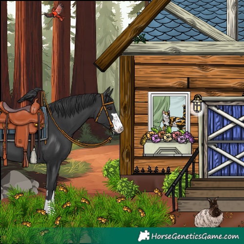Horse Color:Black 