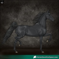 Horse Color:Black 