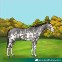 Horse Color:Grullo Sabino Splash  and Grullo Sabino Splash 