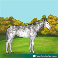 Horse Color:Smoky Grullo Sabino Splash  and Smoky Grullo Sabino Splash 