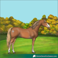 Horse Color:Chestnut 