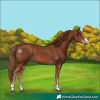 Horse Color:Chestnut 