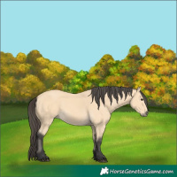 Horse Color:Buckskin