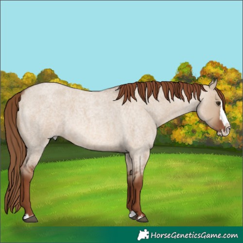 Horse Color:Red Dun Roan Splash 