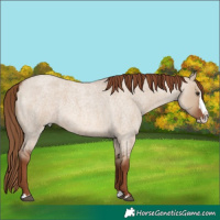 Horse Color:Red Dun Roan Splash 