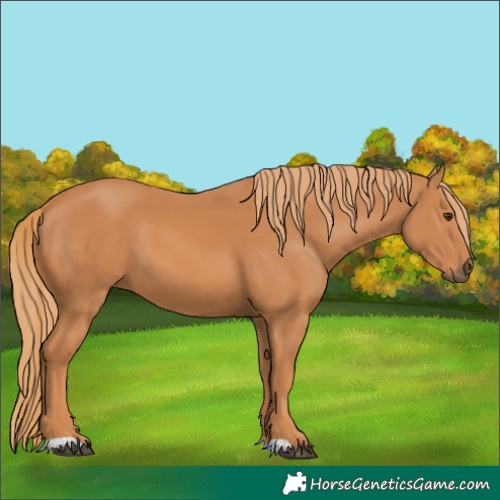 Horse Color:Chestnut 