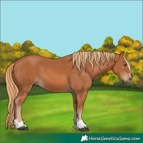 Horse Color:Chestnut 