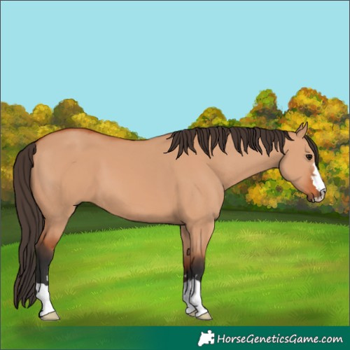 Horse Color:Bay Dun