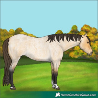 Horse Color:Buckskin Roan Dun Tobiano 