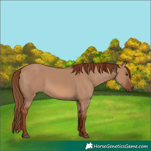 Horse Color:Red Dun 