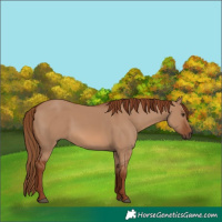 Horse Color:Unknown 