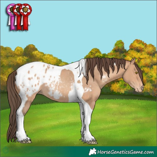 Horse Color:Amber Champagne Tobiano Appaloosa Rabicano 