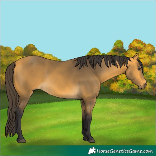 Horse Color:Buckskin 