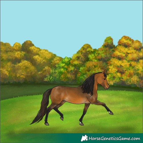 Horse Color:Gray Buckskin 