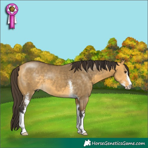 Horse Color:Buckskin Dun Sabino 