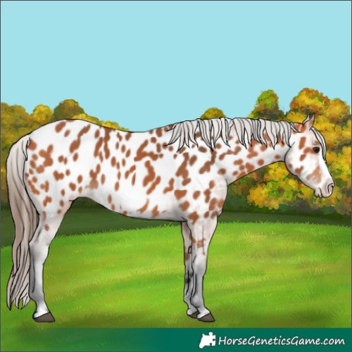 Horse Color:Bay Frame Near Leopard 