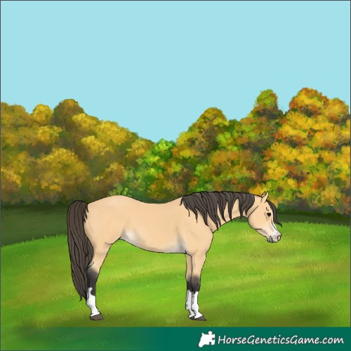 Horse Color:Buckskin 
