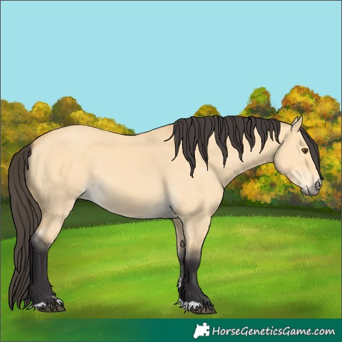 Horse Color:Buckskin Dun 