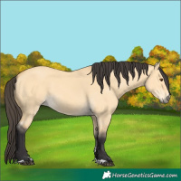Horse Color:Buckskin Dun 