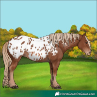 Horse Color:Chestnut Appaloosa
