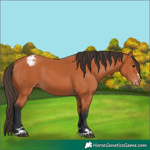 Horse Color:Bay Appaloosa 