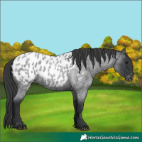 Horse Color:Blue Roan Appaloosa 
