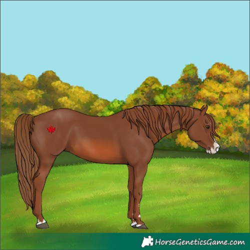 Horse Color:Chestnut Splash 