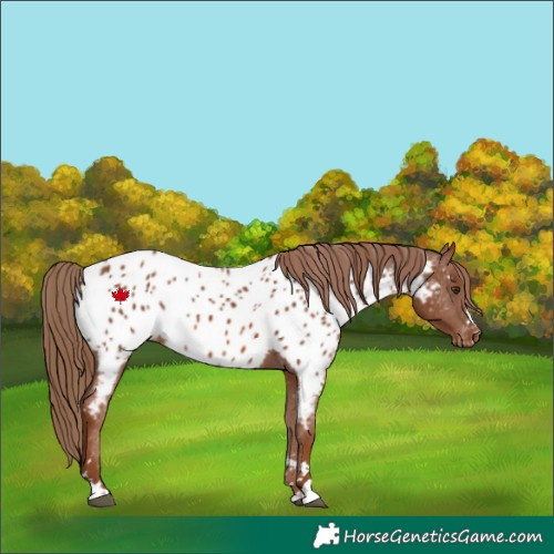 Horse Color:Chestnut Near Leopard 