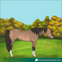 Horse Color:Bay Dun