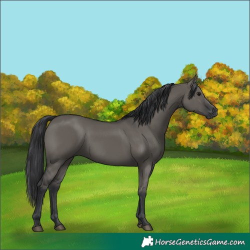 Horse Color:Grullo Rabicano 