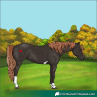 Horse Color:Liver Chestnut Tobiano 