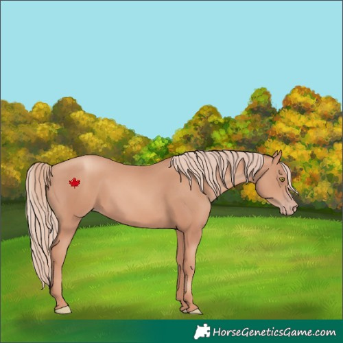 Horse Color:Gold Champagne 