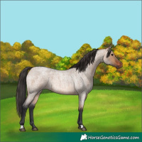 Horse Color:Bay Roan Dun 